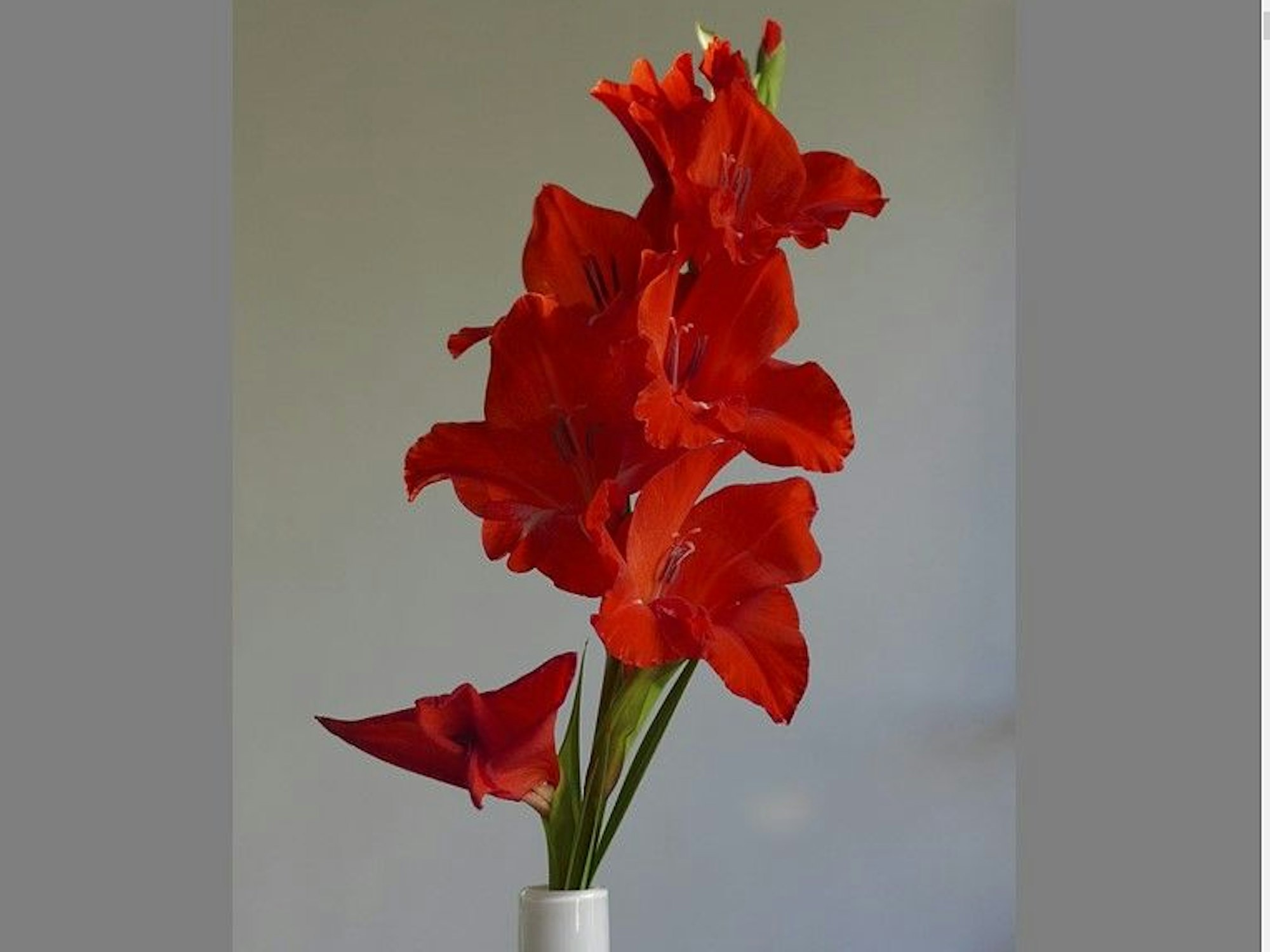 Eine rote Gladiole in einer Vase