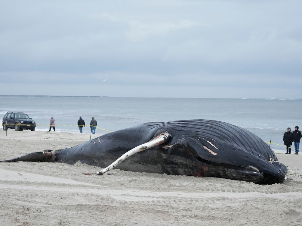 Menschen gehen am 31. Januar 2023 am Strand entlang, um einen toten Wal zu betrachten. Der fast elf Meter lange Buckelwal, der an Land gespült wurde und dann starb, ist einer von mehreren Walen, die in den vergangenen zwei Monaten an den Küsten von New York und New Jersey gefunden wurden.