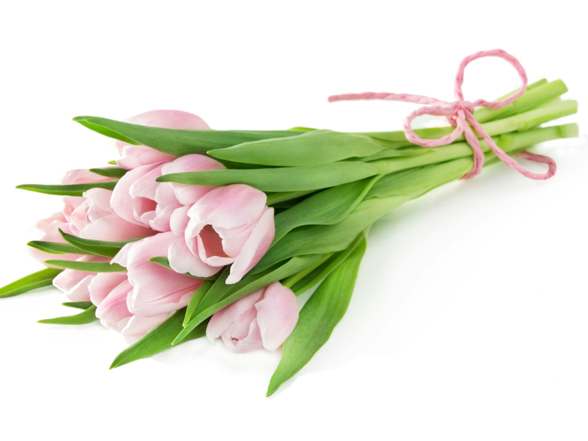Ein Bund rosa Tulpen