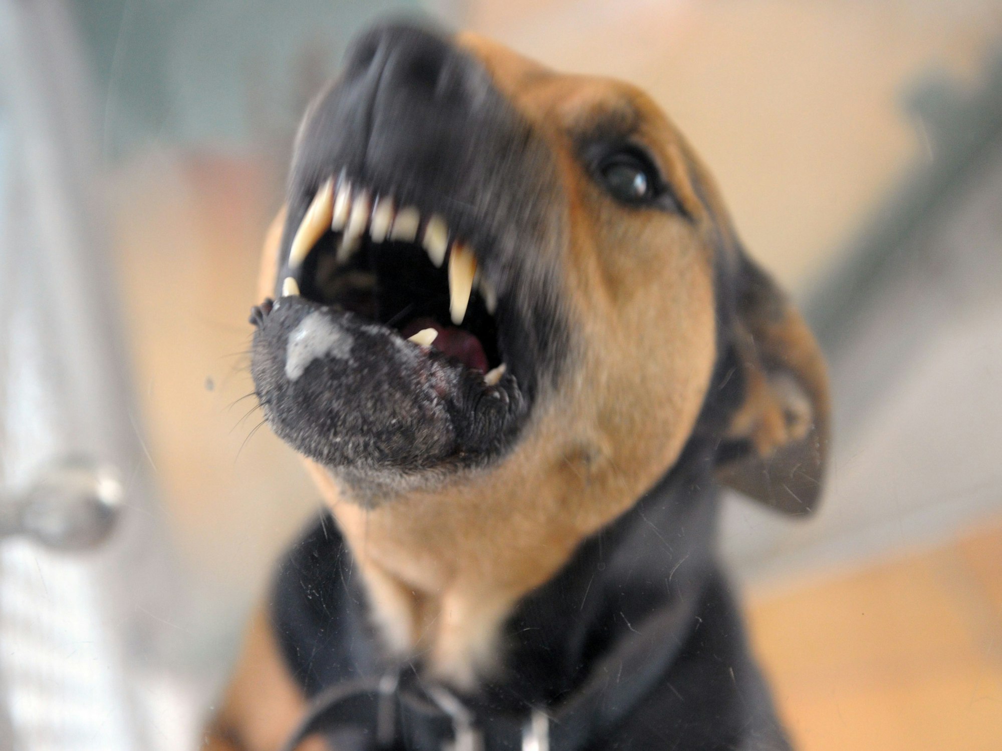 Ein Hund steht am 11. August 2010 im Tierheim in Berlin bellend in seiner Box und fletscht die Zähne.