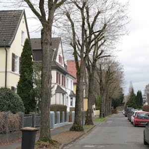 Große Bäume mit üppigen Kronen stehen in einer Reihe vor Wohnhäusern.&nbsp;