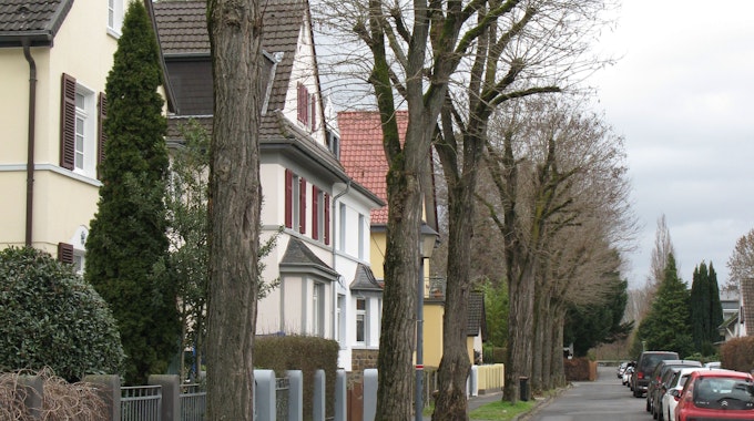 Große Bäume mit üppigen Kronen stehen in einer Reihe vor Wohnhäusern.