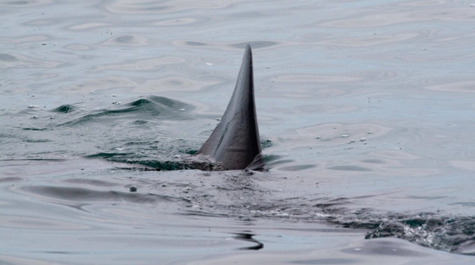 Die Floss eines Hais ist im Wasser zu sehen.