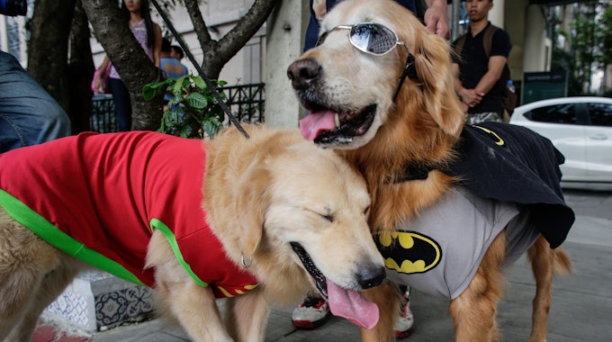 Das Symbolfoto aus dem Jahr 2016 zeigt zwei Hunde der Rasse „Golden Retriever“. Der eine trägt einen roten Umhang, der anderen einen schwarz-grauen mit dem Batman-Symbol und eine Sonnenbrille.