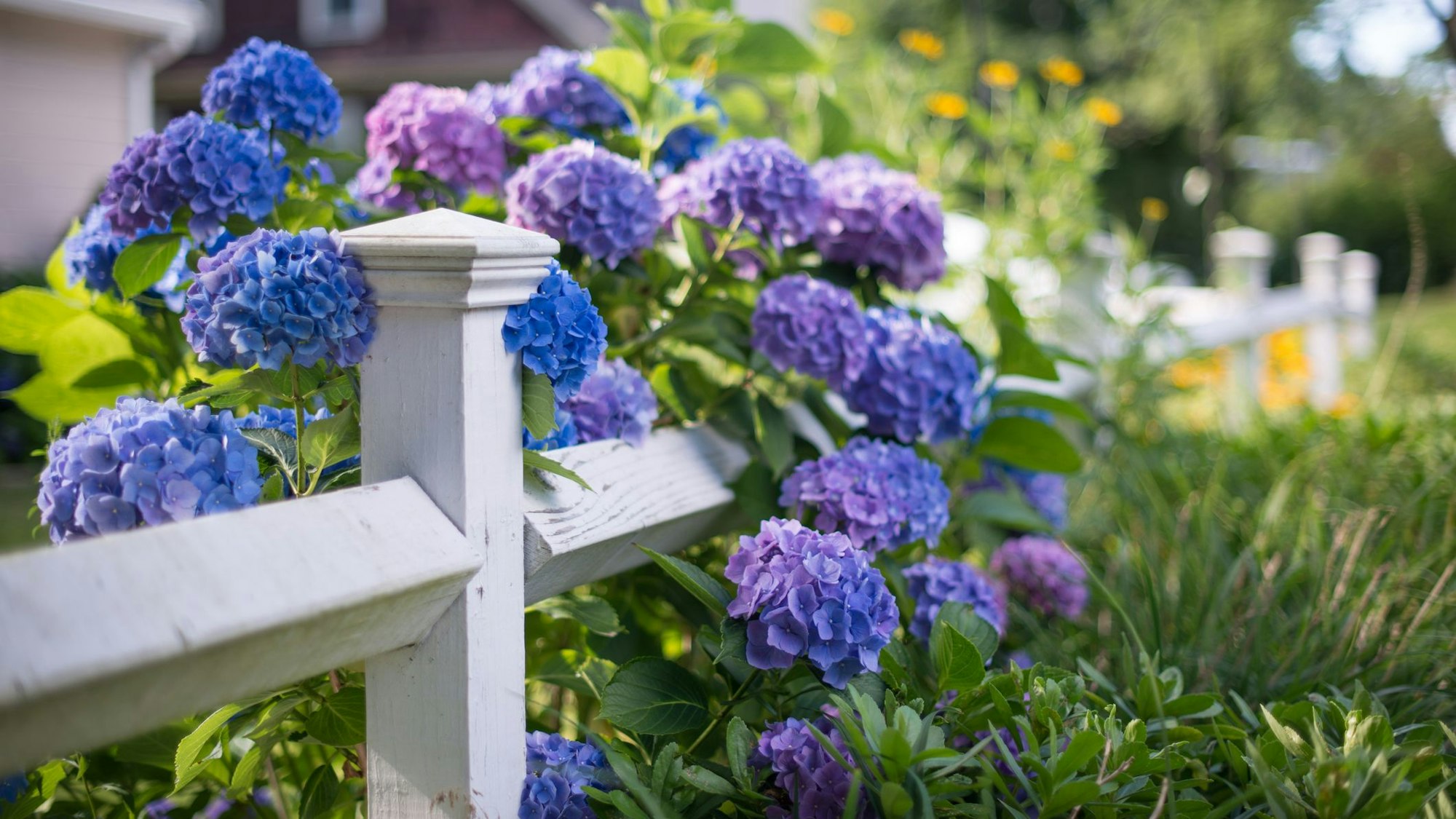 Violette Hortensien hängen im Garten über einen niedrigen Zaun.