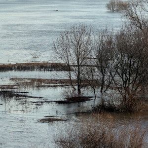 Kanuten paddeln bei Hochwasser auf dem Rhein. (Symbolbild)