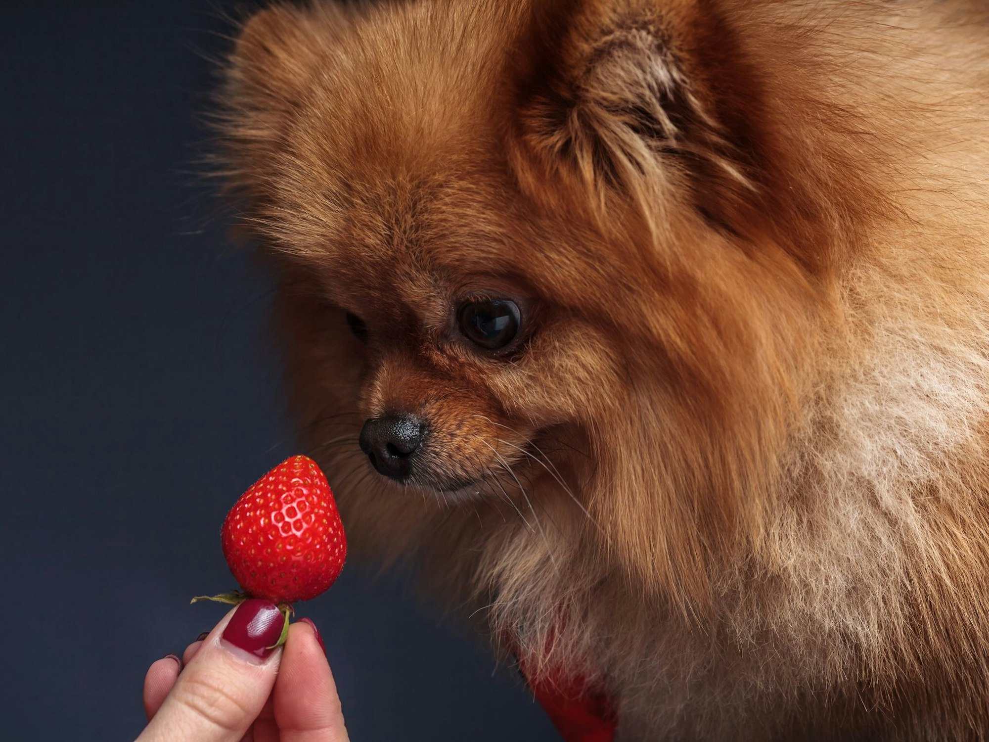 Ein Pomerian schaut gespannt auf eine Erdbeere, die eine Frau ihm vor die Nase hält.