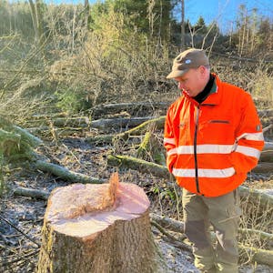 Guido Hennig vom Aggerverband betrachtet die Reste eines Baumstamms.