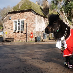 Das Shetland-Pony Patrick, inoffizieller Bürgermeister des englischen Dorfes Cockington, steht mit seinem Dorf-Orden um den Hals auf dem Dorfplatz. Dreht der Bürgermeister von Cockington seine Runde, hört man sein Hufklappern schon von weitem - denn an der Spitze des englischen Dorfs Cockington steht ein Shetland-Pony. Doch das gefällt nicht allen