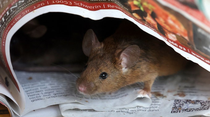 Eine Ratte, die unter einer Zeitung steckt.