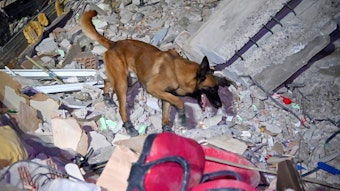 Ein französischer Rettungshund geht nach dem schweren Erdbeben an der türkisch-syrischen Grenze durch Trümmer. Dieser französische Rettungshund sucht nach Menschen, die durch Erdbeben in dem Land Türkei verschüttet wurden. Auch Rettungshunde aus Deutschland sind dort im Einsatz.