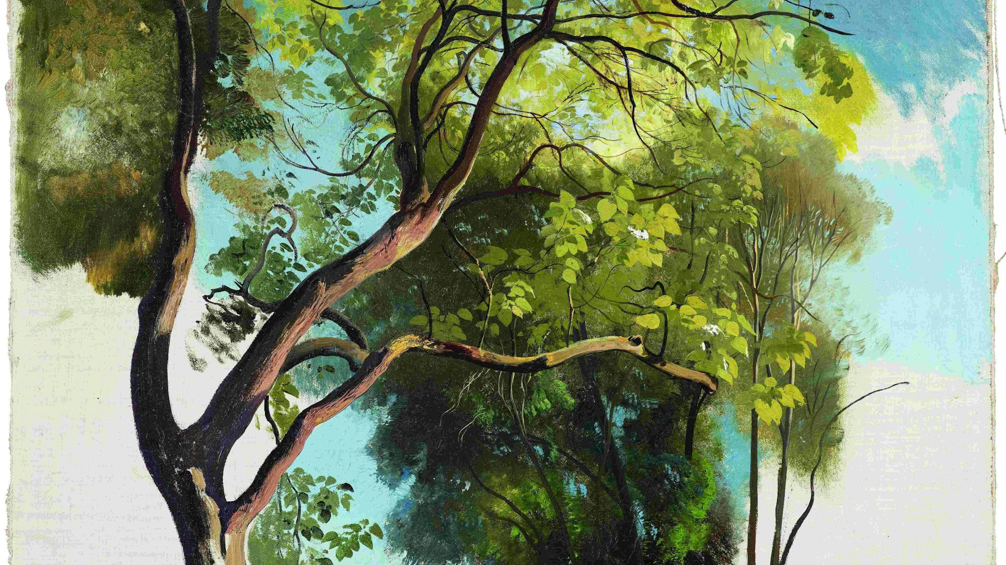 Carl Maria Nicolaus Hummels Studie eines Baumes im Park der Villa Carlotta zeigt einen Baum vor hellblauem Himmel.