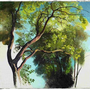 Carl Maria Nicolaus Hummels Studie eines Baumes im Park der Villa Carlotta zeigt einen Baum vor hellblauem Himmel.