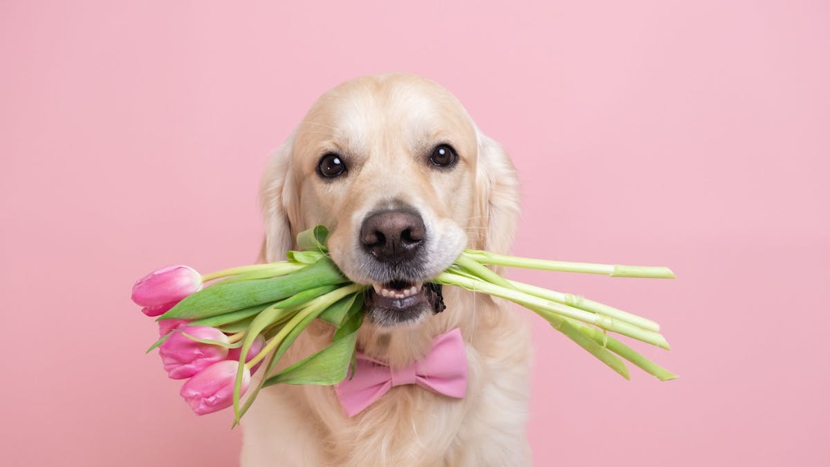 Ein Hund hält Tulpen in seinem Maul.