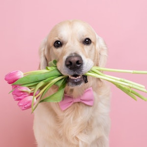 Ein Hund hält Tulpen in seinem Maul.