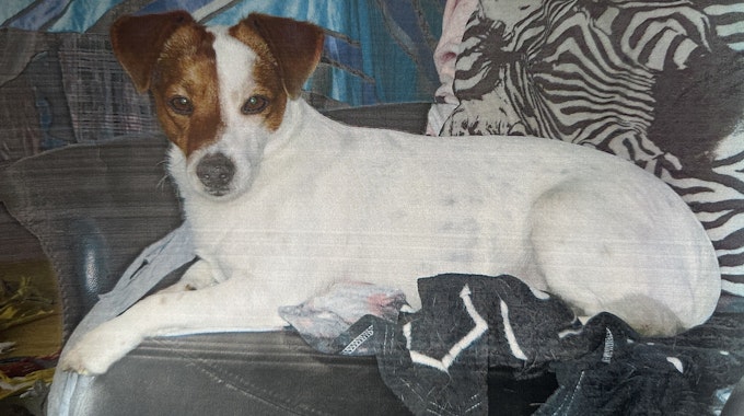Ein Jack Russel Terrier mit weiß-braunem Fell liegt auf einer Couch.