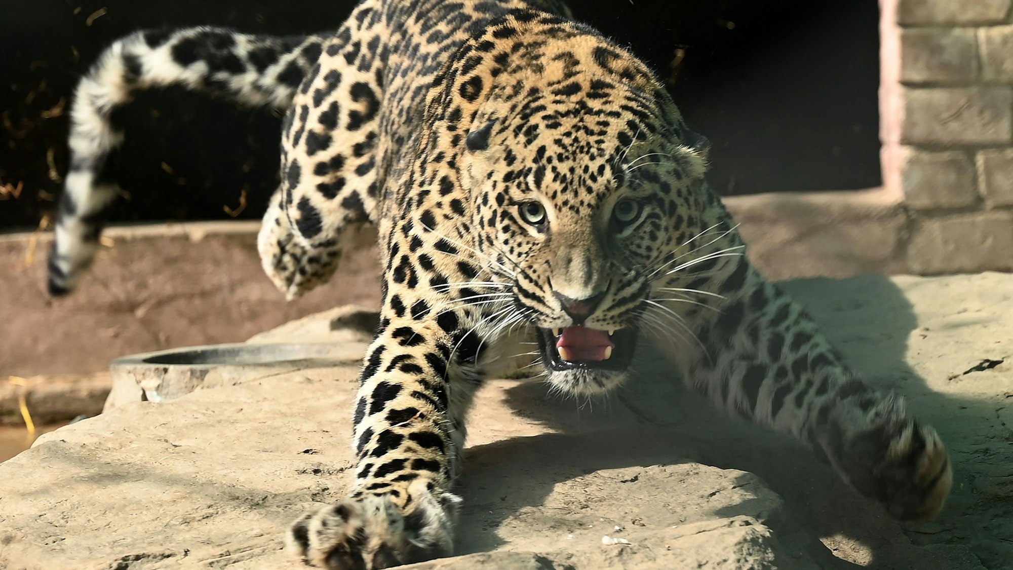 Ein Leopard schaut aus einem Zoogehege in die Kamera.