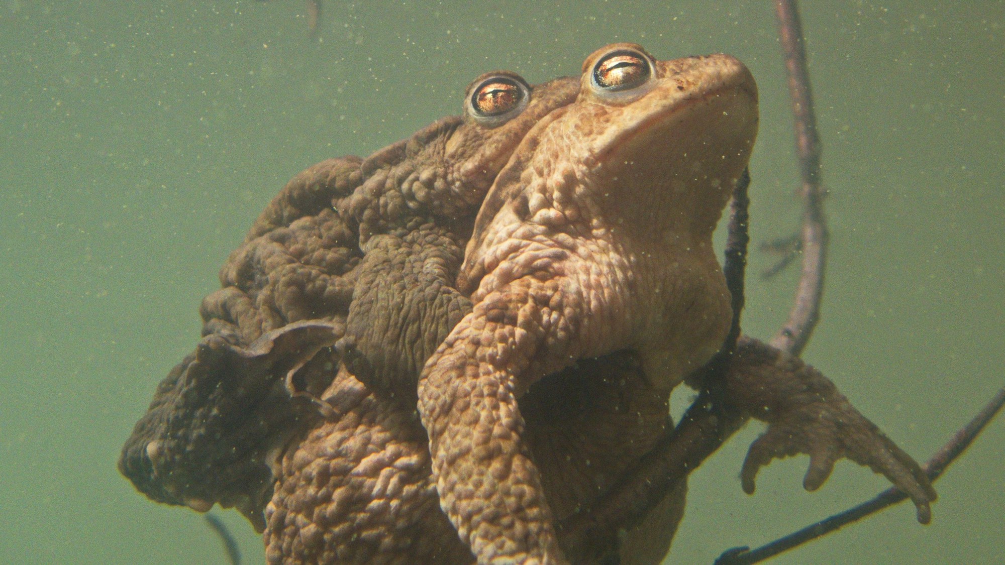 Erdkröten bei der Paarung im Wasser.
