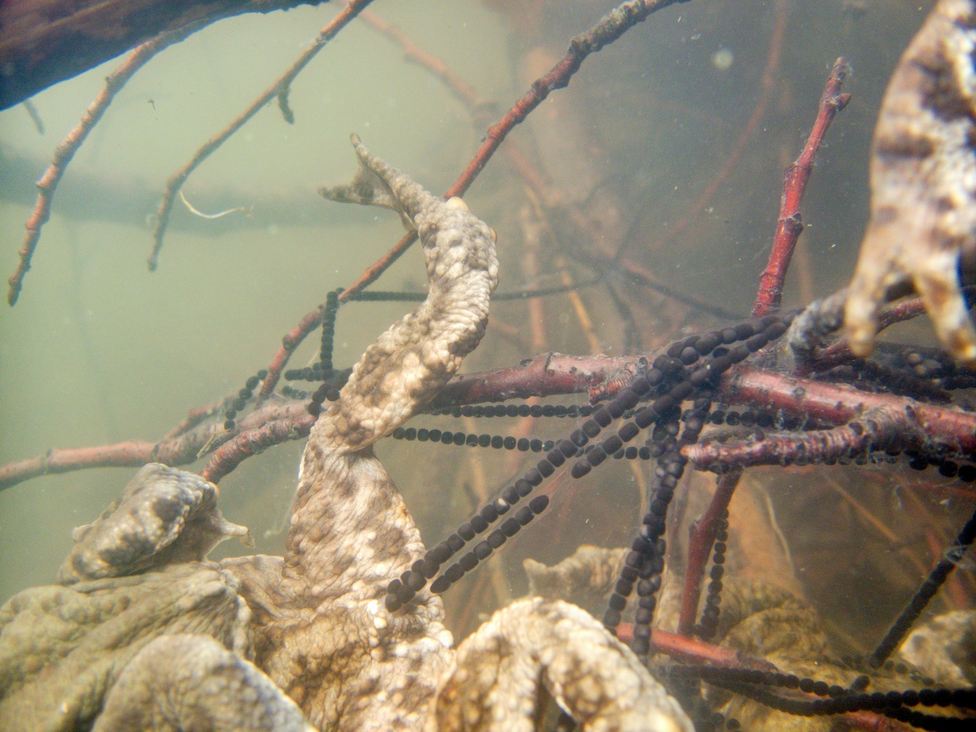 Adenauerweiher: Erdkröten Laich im Wasser