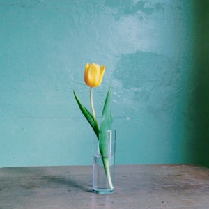 Eine gelbe Tulpe in einer Vase.