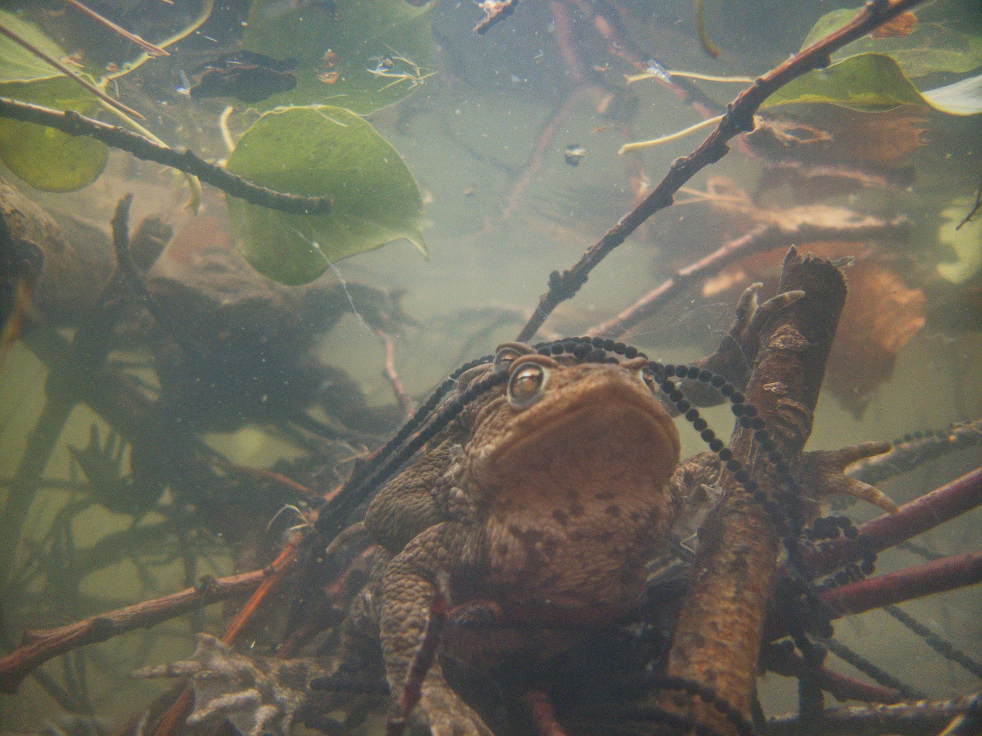 Erdkröten im Adenauerweiher