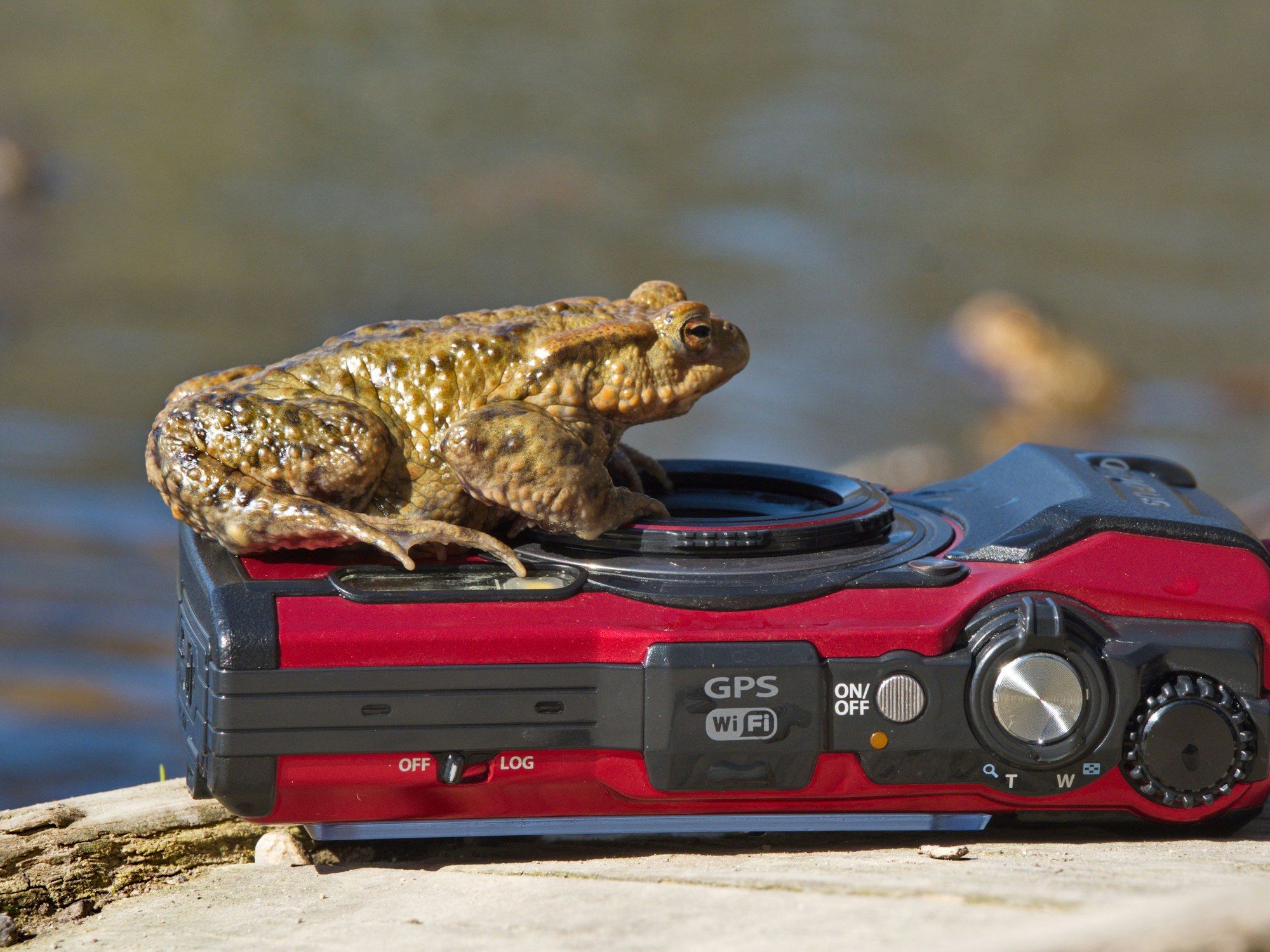 Neugierige Erdkröte auf der Fotokamera