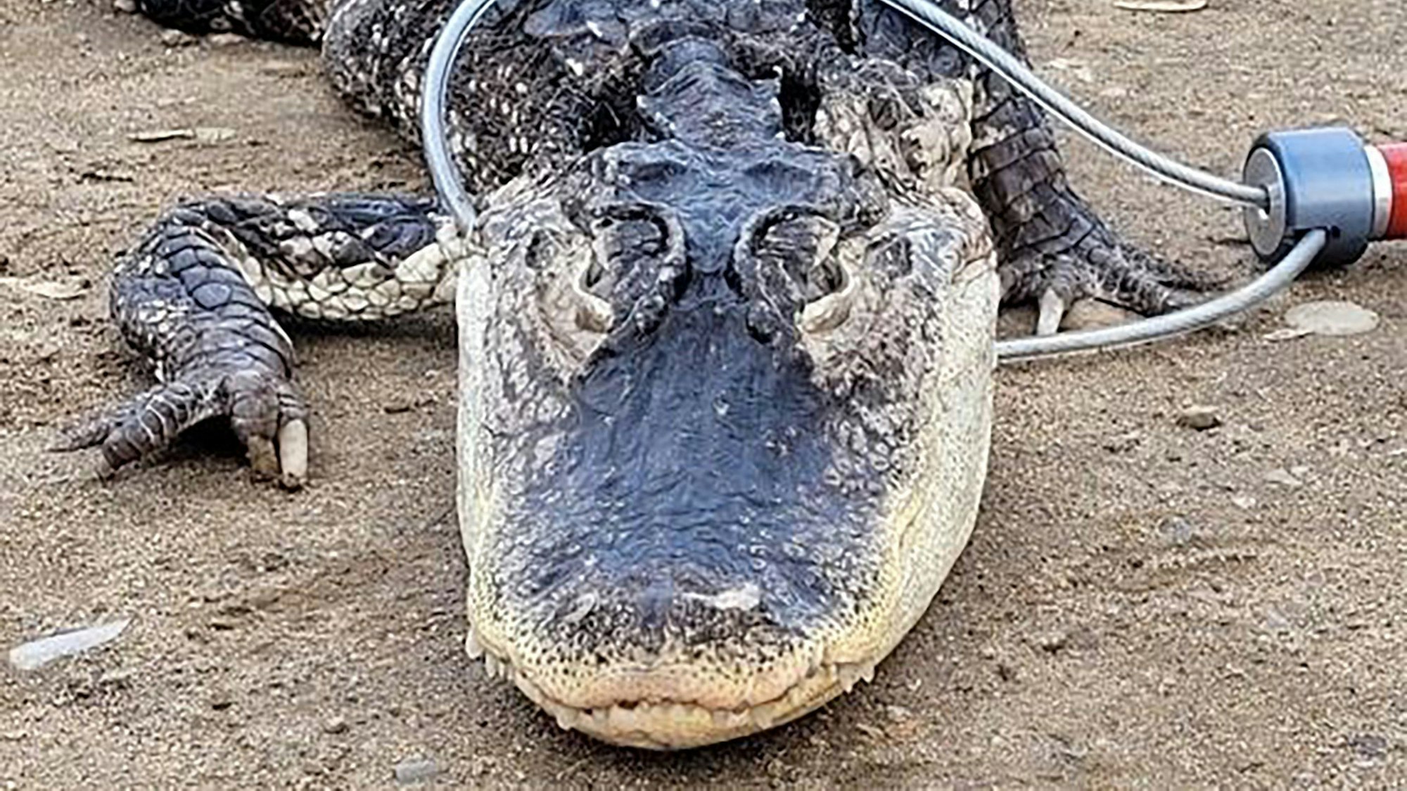 Der Alligator im Prospect Park in New York. Das Tiere wurde dort vermutlich illegal ausgesetzt.