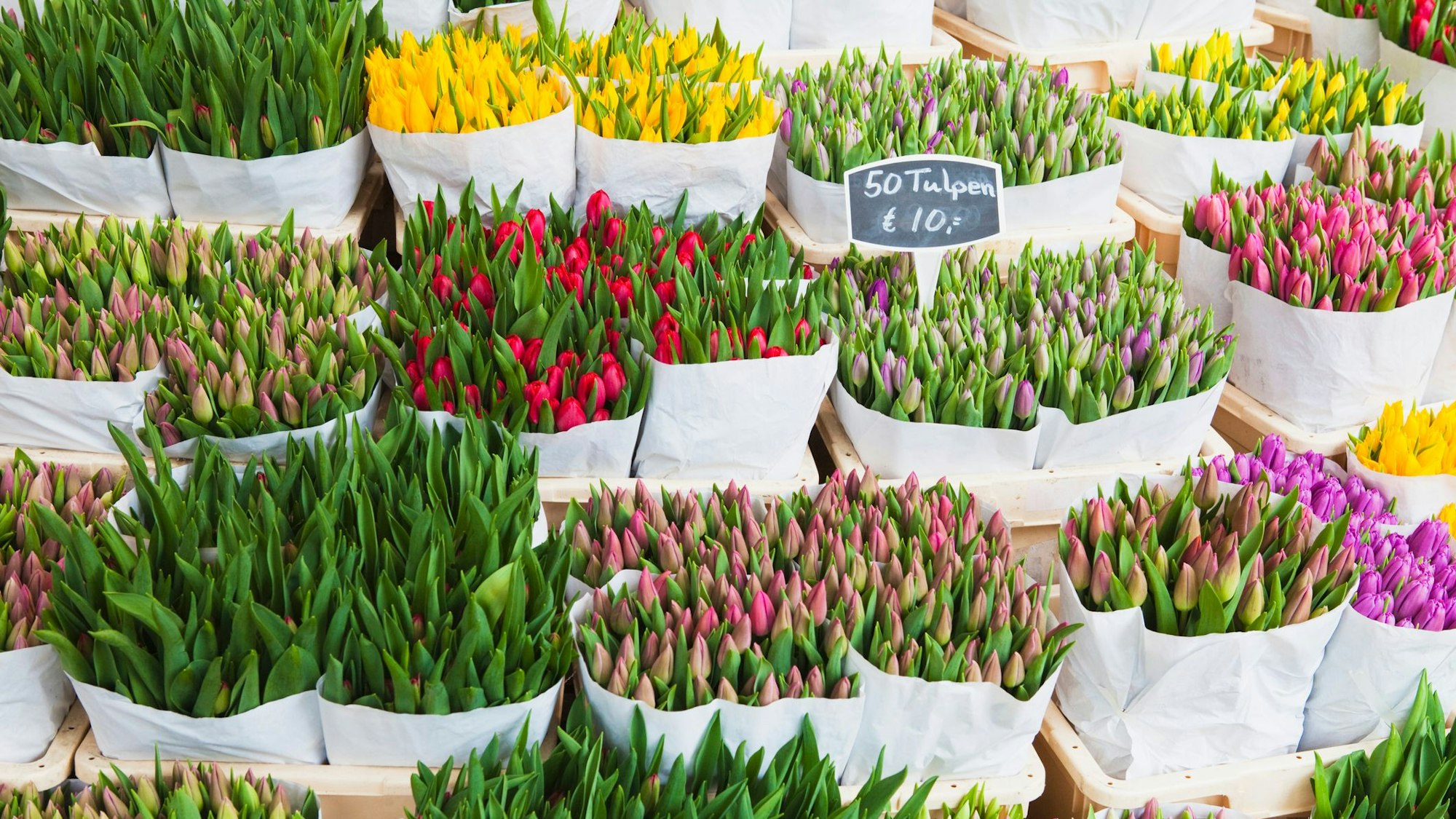 Bunte Tulpen auf einem Blumenmarkt in den Niederlanden.