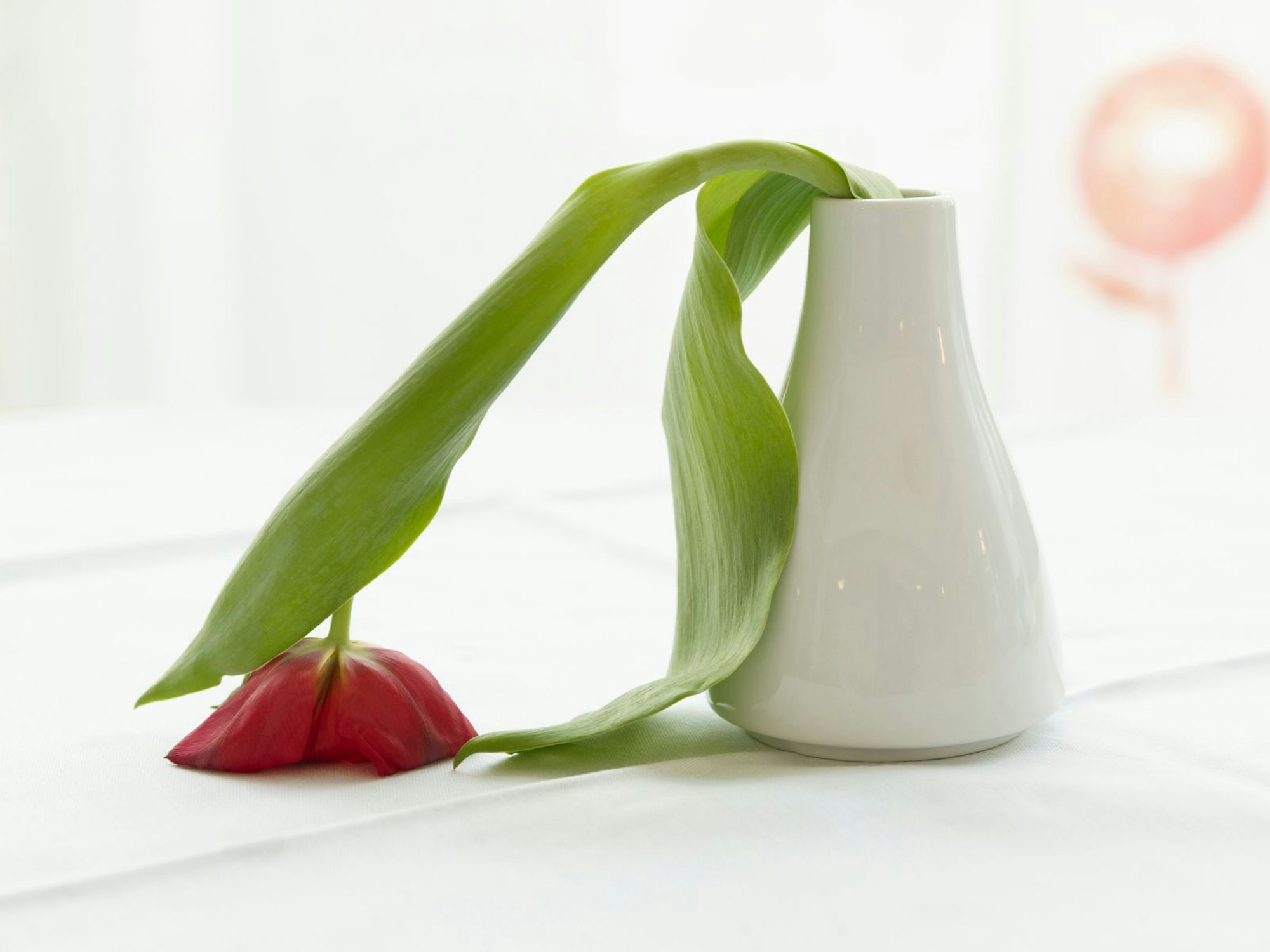 Tulpe lässt in der Vase das Köpfchen hängen.