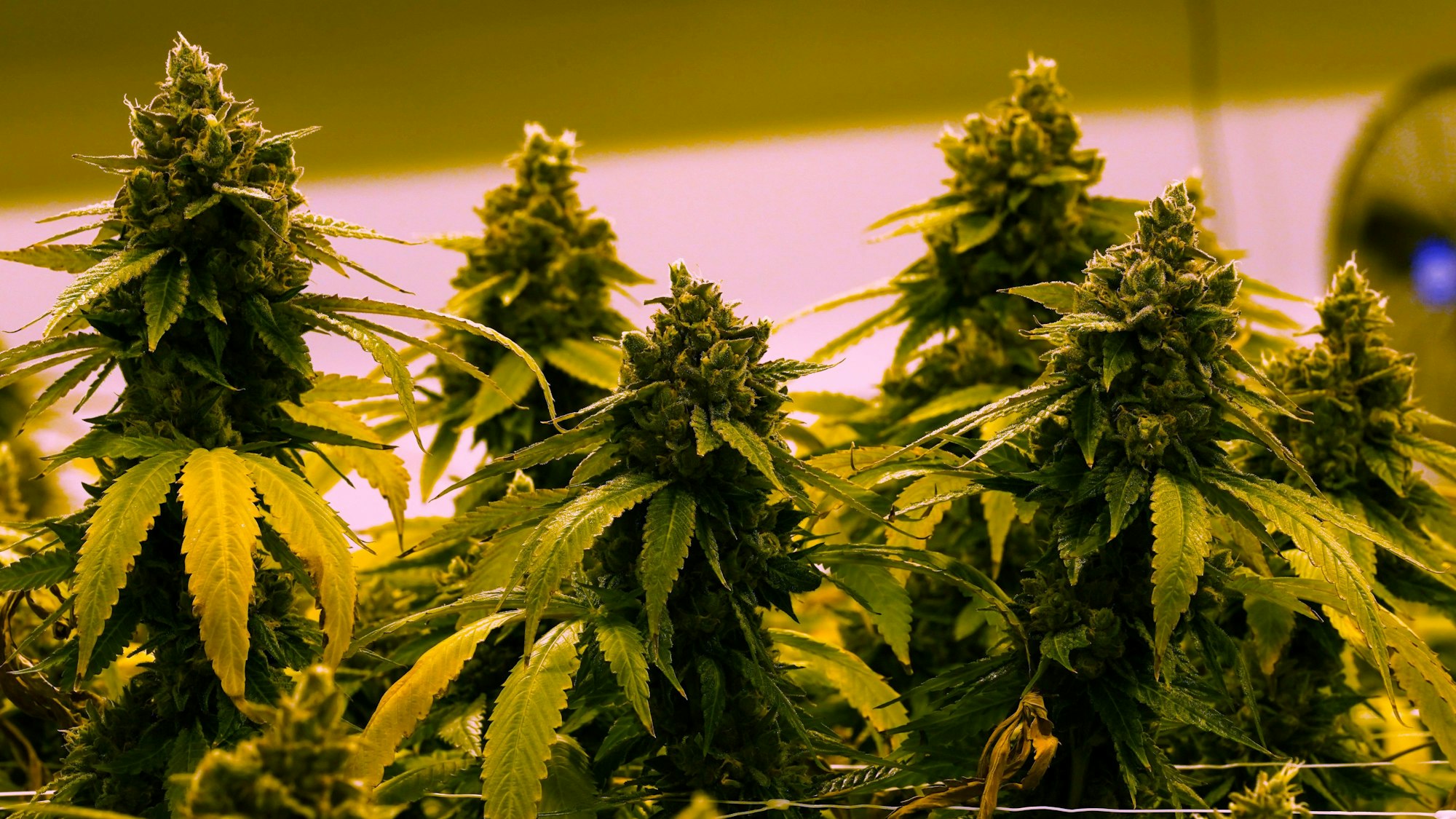 Mehrere Cannabispflanze stehen in einer Reihe