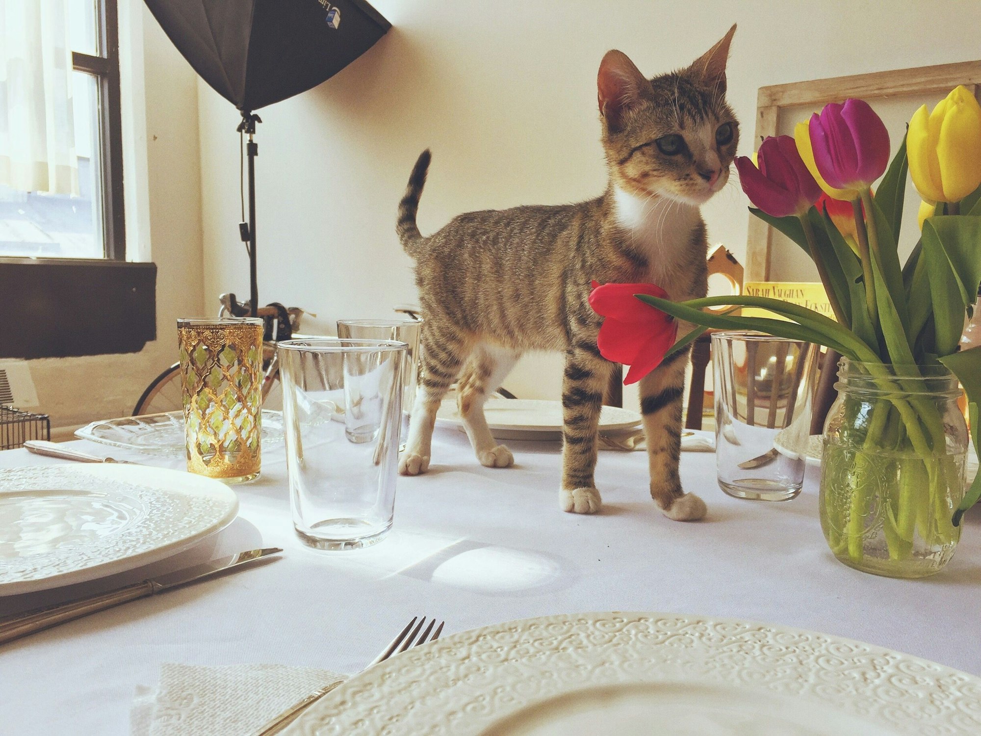 Finden Sie die Fehler! Zuerst einmal gehört die Katze (und sei sie noch so niedlich) nicht auf den Tisch. Zum Zweiten sollten Tulpen außerhalb der Reichweite von Tieren stehen, sie sind für diese nämlich schwach giftig. Und zum Dritten stehen die Tulpen in einer etwas zu niedrigen Vase. Obwohl das Einmachglas zugegebenermaßen hübsch aussieht.