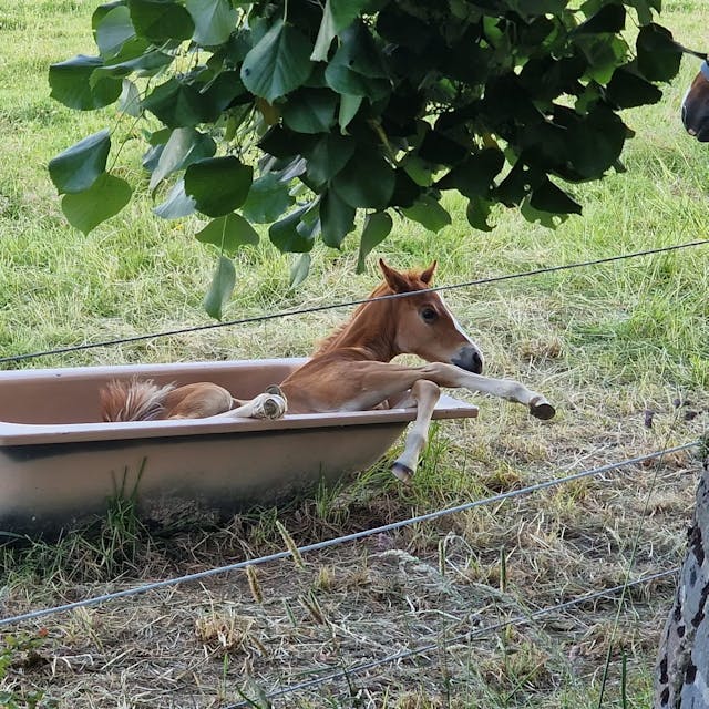 Das Bild zeigt ein übermütiges Fohlen, das auf einer Weide in eine zum Tränken gedachte Badewanne geklettert ist.
