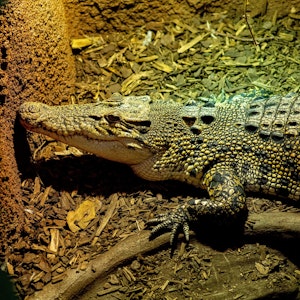Das Symbolfoto zeigt ein Krokodil, das auf gehäckseltem Holz liegt.