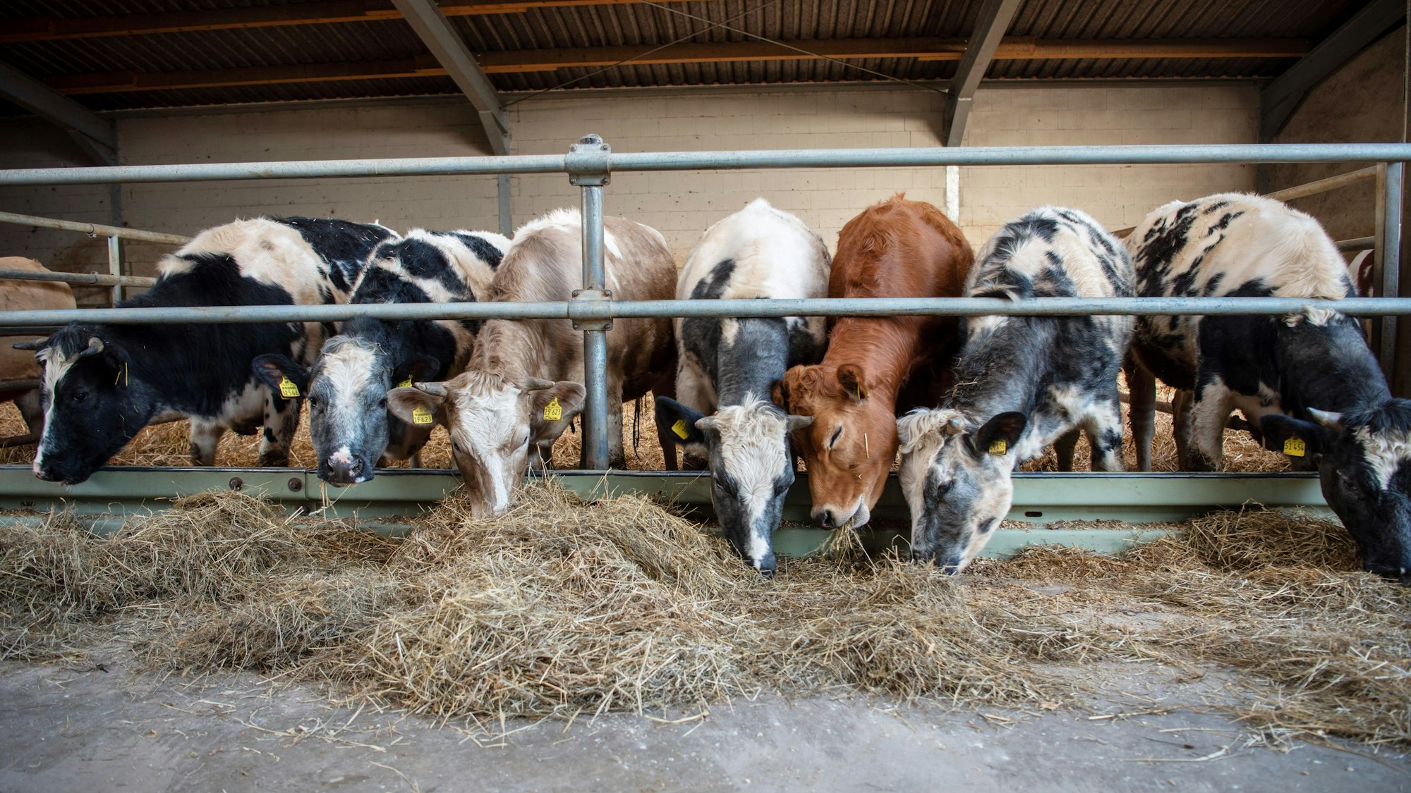 Rinder stehen in ihrem Stall und fressen Heu.