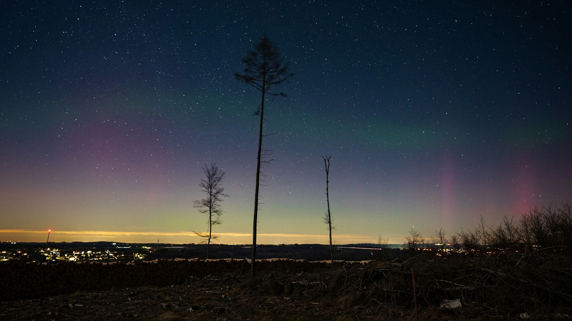 Am dunklen Horizont sind ganz leicht rosafarbene und grüne Polarlichter zu erkennen. Drei lange Bäume ragen davor in die Höhe.