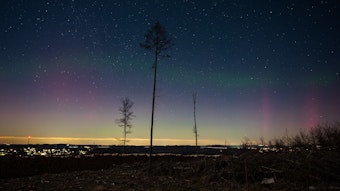 Am dunklen Horizont sind ganz leicht rosafarbene und grüne Polarlichter zu erkennen. Drei lange Bäume ragen davor in die Höhe.