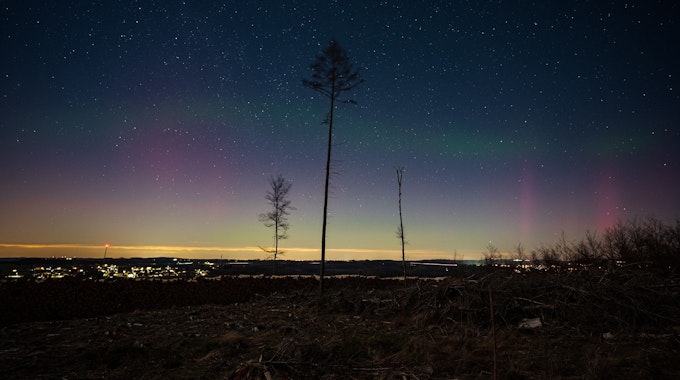 Am dunklen Horizont sind ganz leicht rosafarbene und grüne Polarlichter zu erkennen. Drei lange Bäume ragen davor in die Höhe.&nbsp;