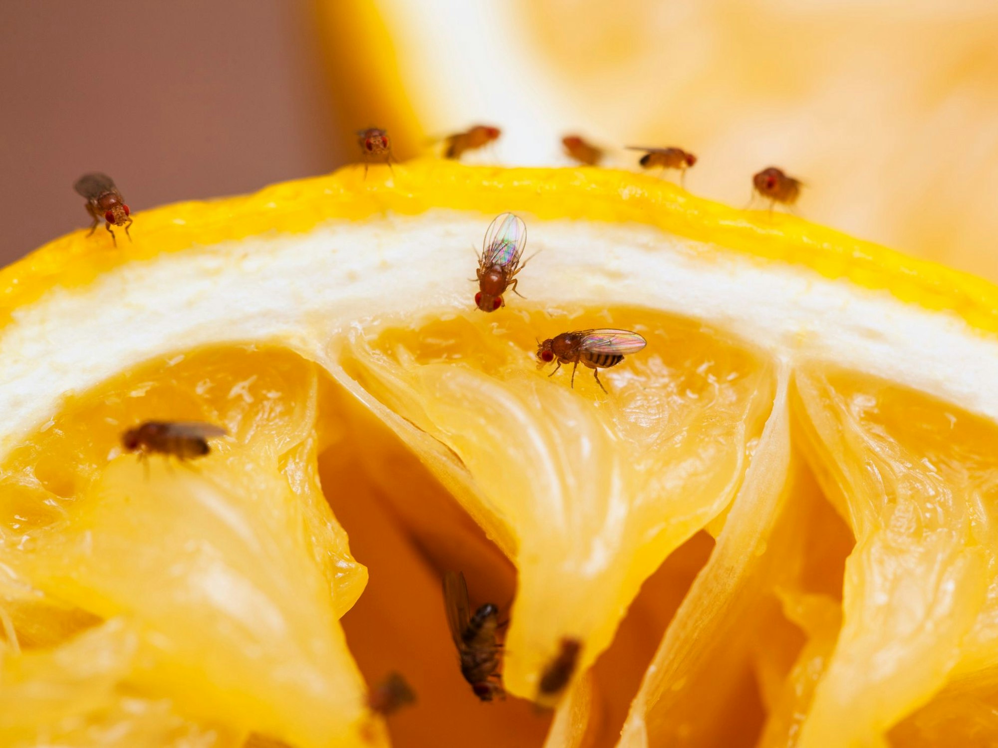 Fruchtfliegen auf einer Zitrone.