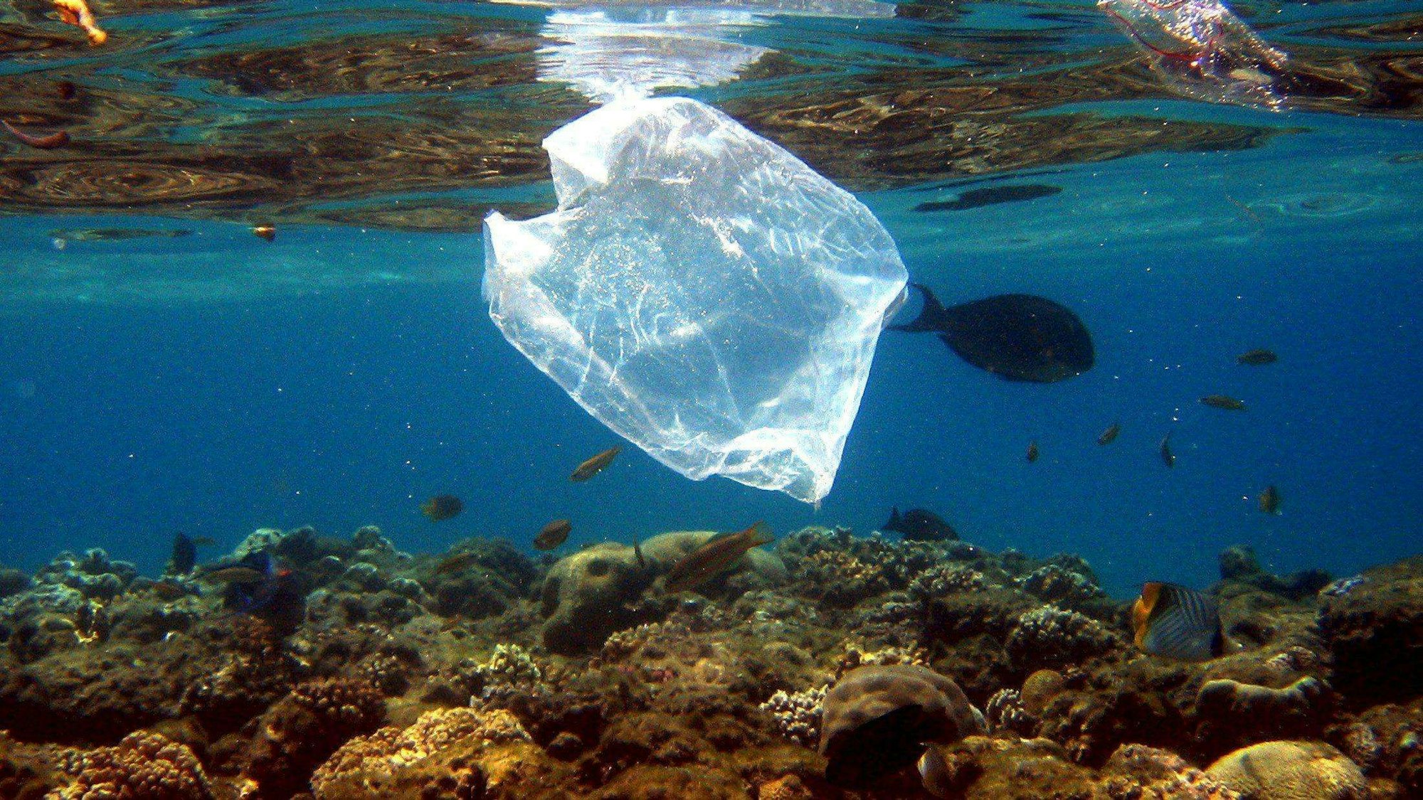 Eine Plastiktüte schwimmt über ein Korallenriff im Meer vor Ägypten. Fische schwimmen um die Tüte herum.