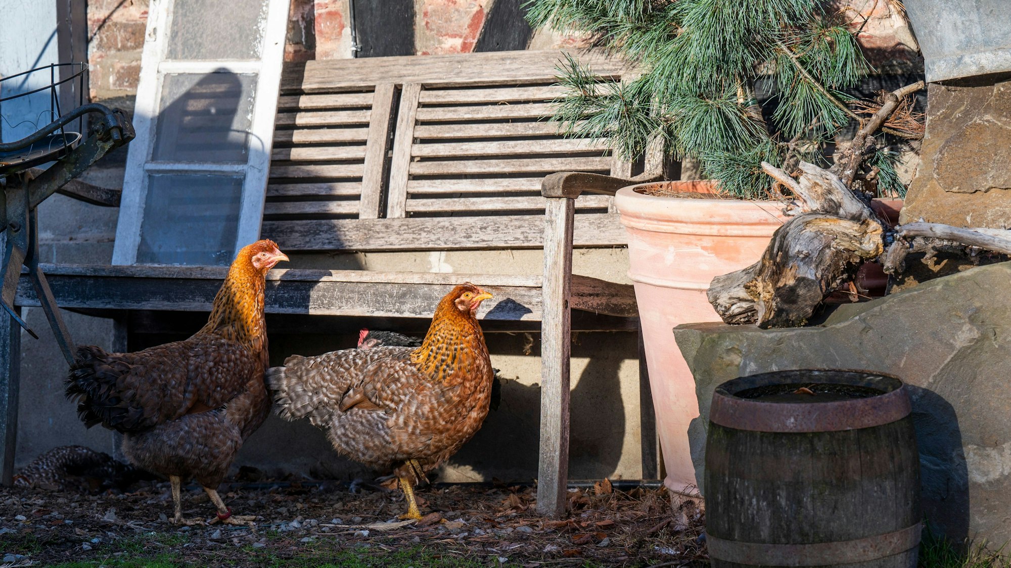 Zwei braune Hühner stehen vor einer Holzbank.