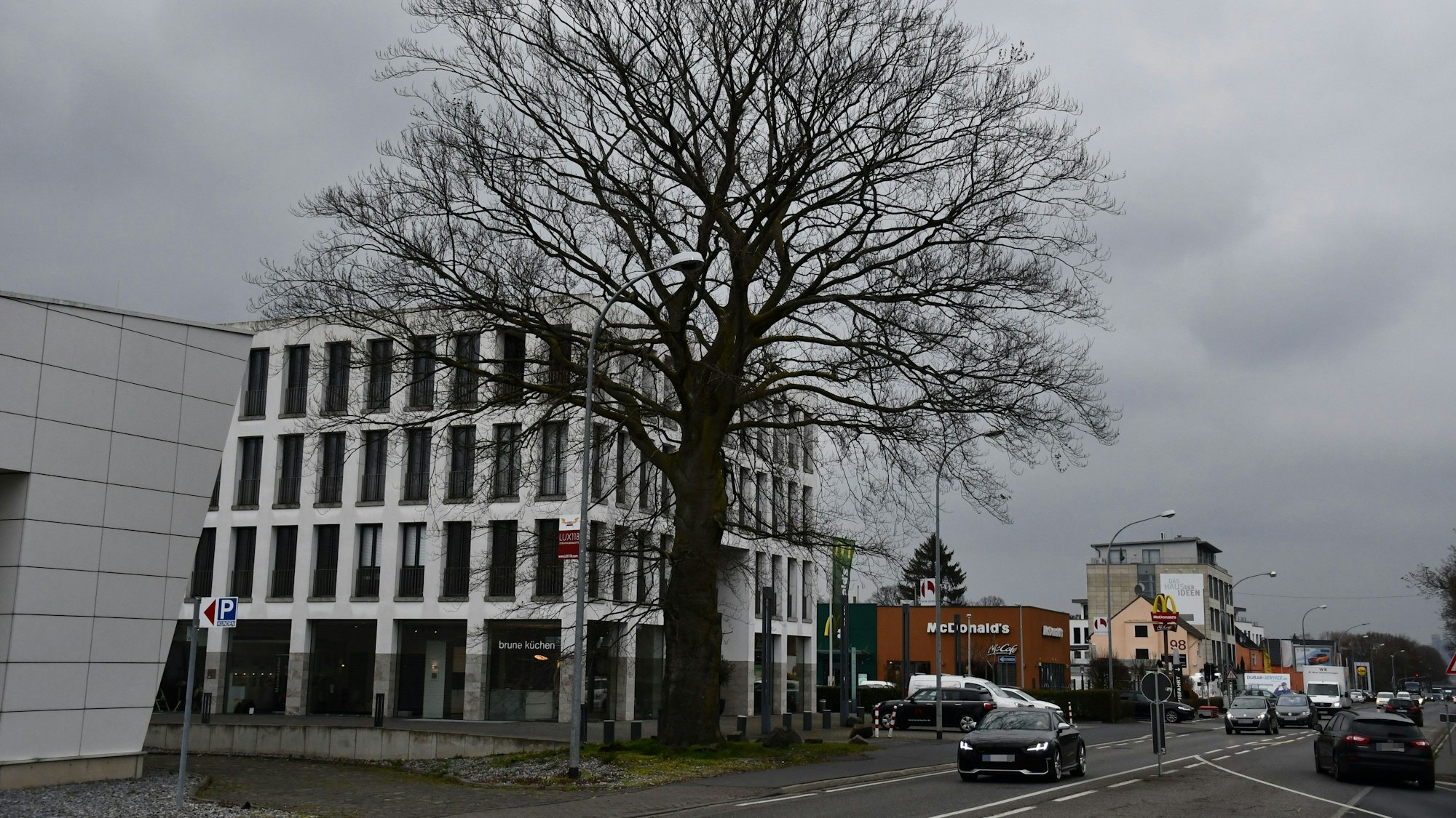Das Foto zeigt die Blutbuche an der Luxemburger Straße in Hürth-Efferen. Sie wird im März 2023 gefällt. Sie muss dem vierspurigen Ausbau der Straße weichen.