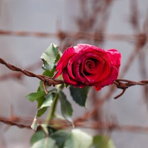 Eine Rose hängt im KZ Sachsenhausen zwischen Stacheldraht. (Symbolbild)