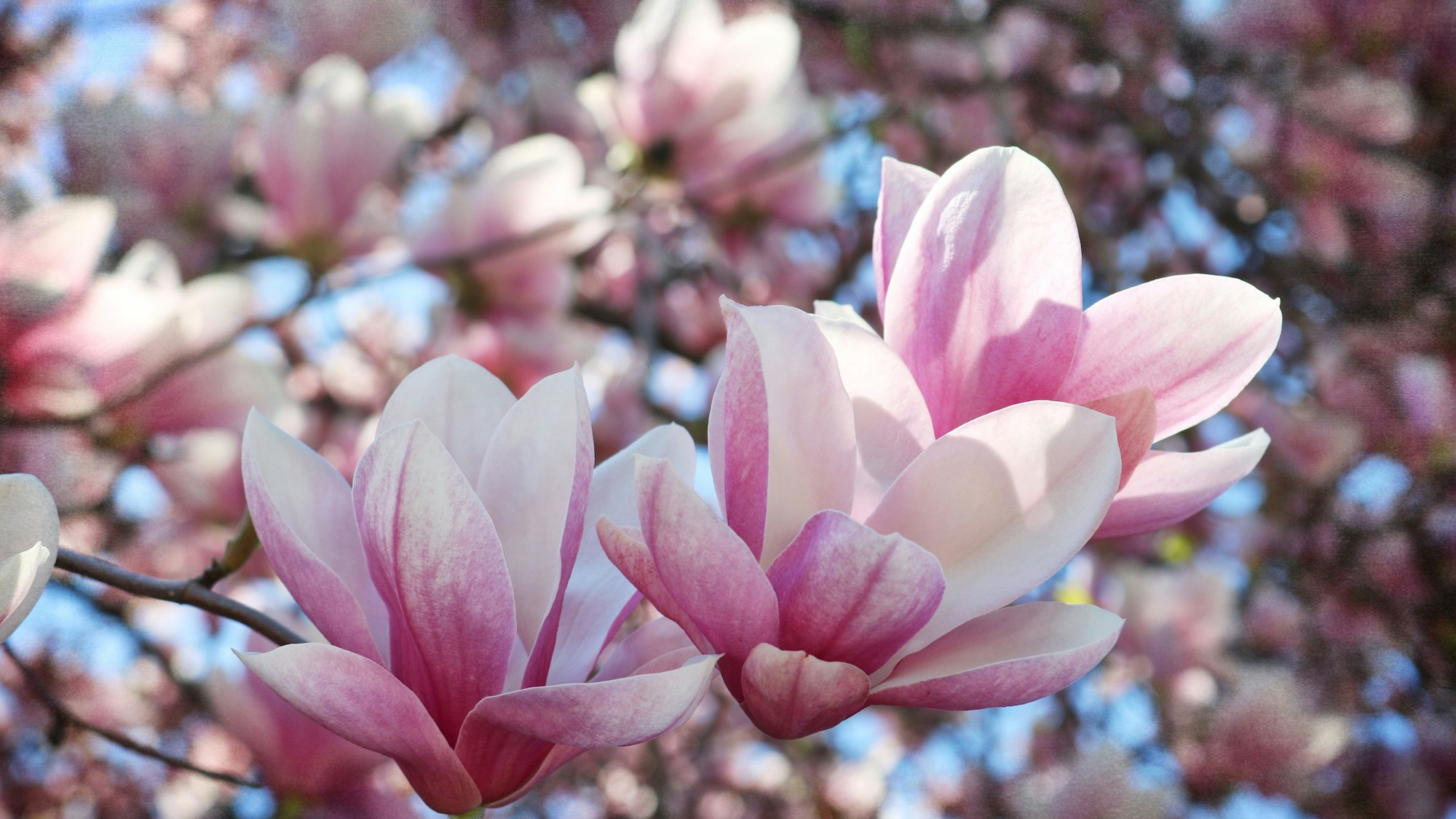 Hunderte von tulpenartigen Blüten füllen einen Magnolienbaum bevor die Blätter kommen.
