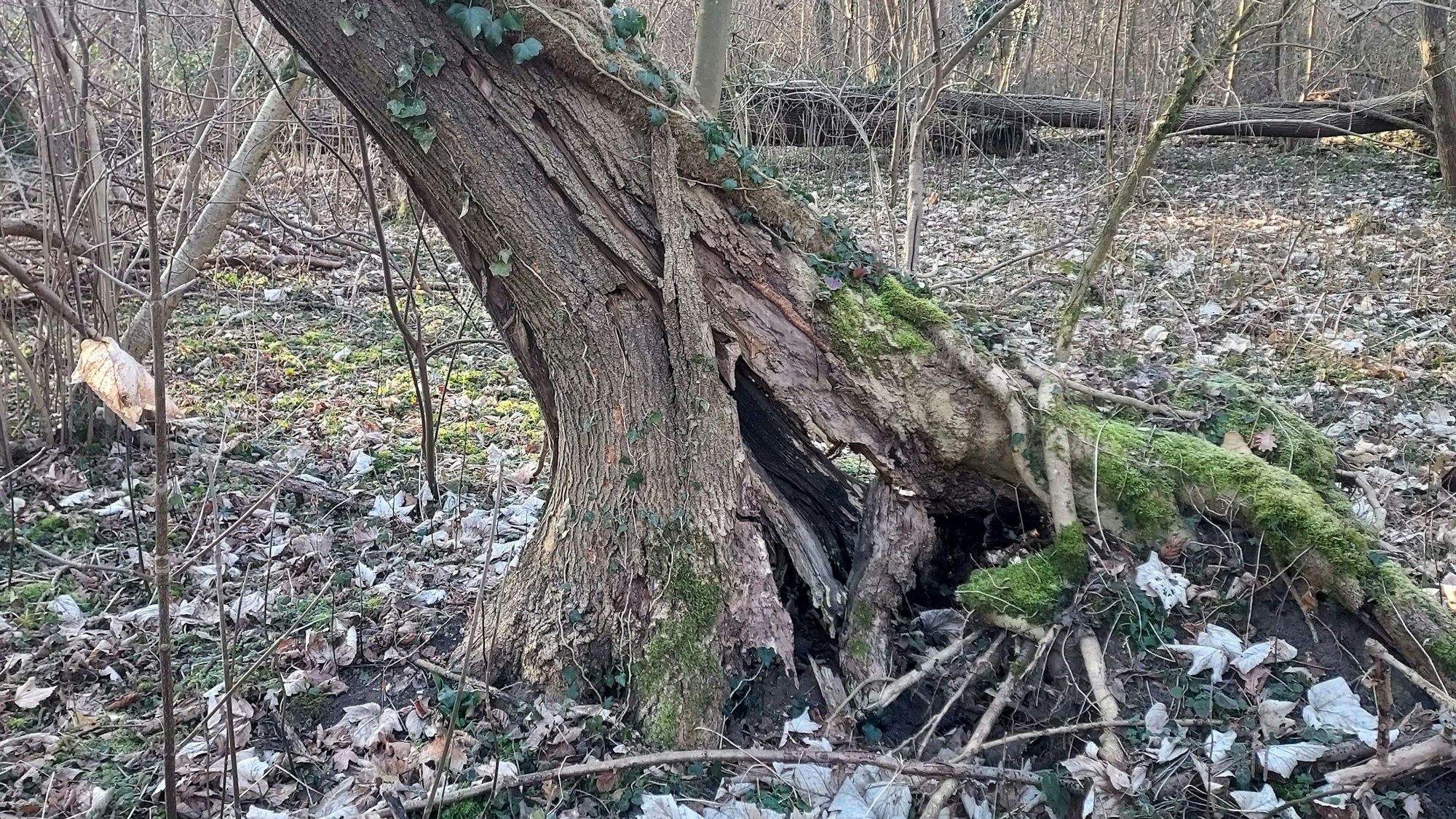 Das Foto zeigt eine Esche, die vom Pilz befallen ist. Das Wurzelwerk ist angegriffen, der Baum steht nicht mehr sicher.