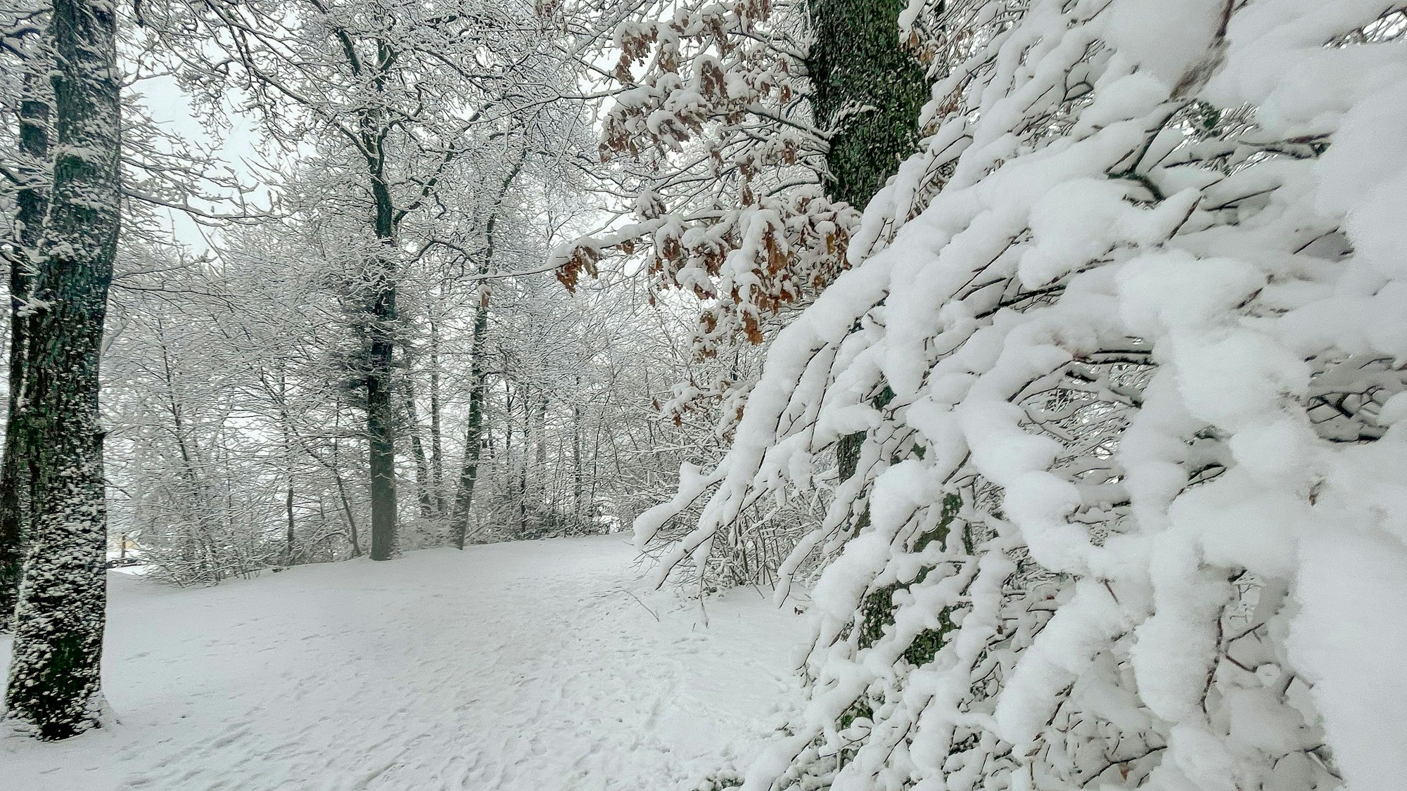 Schnee liegt auf einem Weg und Bäumen