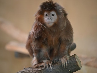 Affen-Omi Evi aus dem Kölner Zoo musste eingeschläfert werden.