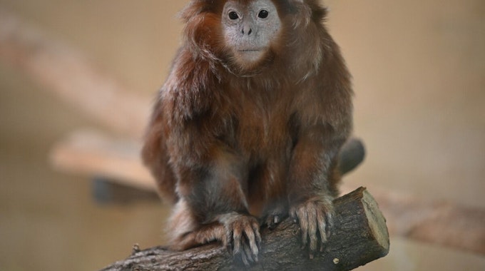 Affen-Omi Evi aus dem Kölner Zoo musste eingeschläfert werden.