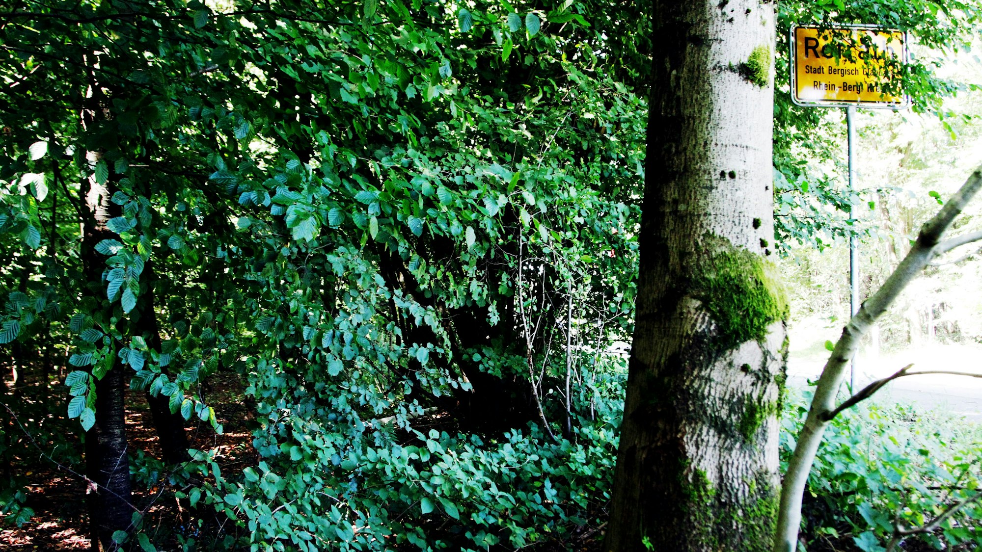 Der Tatort am Bens­ber­ger See heute: Dichtes Gestrüpp und ein Baum neben dem Ortseingangsschild von Refrath