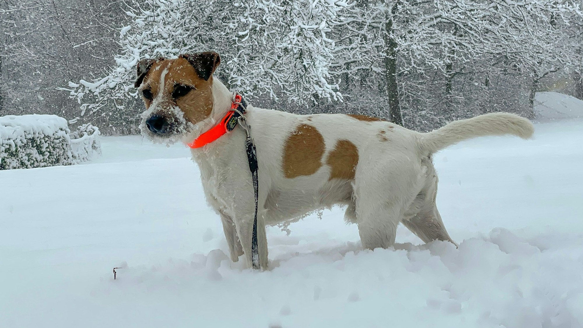 Ein Hund steht im Schnee