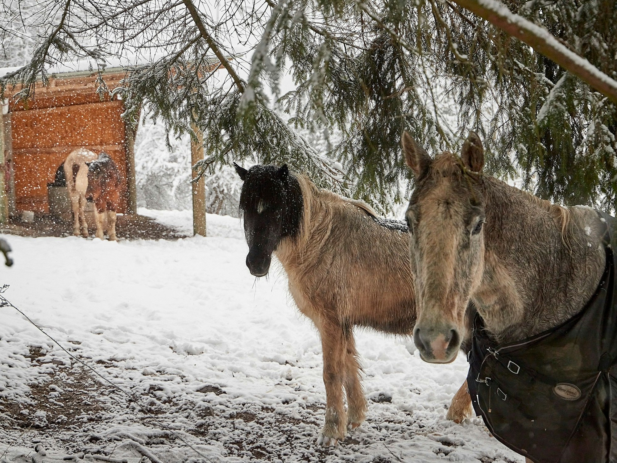 Wenig beeindruckt vom Schneetreiben zeigten sich die Pferde.